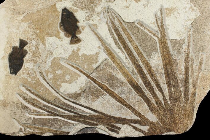 Fossil Palm Frond and Two Fish (Priscacara) Plate - Wyoming #172949